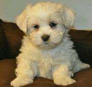 honden foto van Ivon