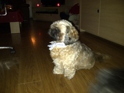 honden foto honden foto van Trudy van Nieuwenhuizen