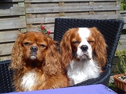 honden foto van evelien