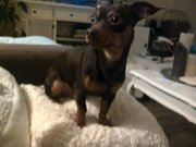 honden foto van Bentley