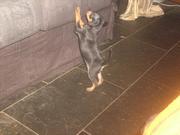 honden foto van Bibi