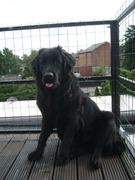 honden foto van Tamara en *Lana*