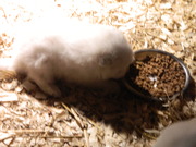 honden foto van joey bakker