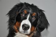 honden foto van Pauline