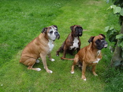honden foto van Kathy baasje van 3 boxers