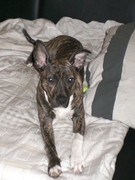 honden foto van chika&baas-koos 