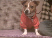 honden foto van denise