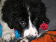 honden foto van annie