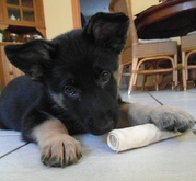 honden foto van Rachelle