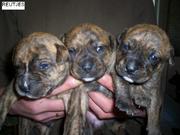 honden foto van Cindy