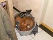 honden foto van samantha