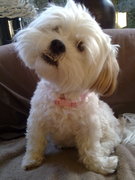 honden foto honden foto van Kylie