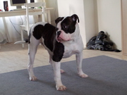 honden foto van marco