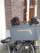 honden foto van Cecile Timmermans