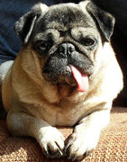 honden foto van Felice Jouvenaar