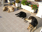 honden foto van Els