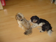 honden foto van Eva