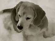 honden foto van Merel