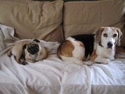 honden foto van Sien