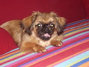 honden foto van Helen