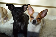 honden foto van JDM