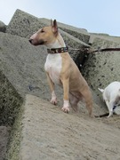 honden foto van Jolanda Smits