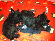 honden foto van eveline de schotjes en westies