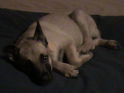 honden foto van Sas van der Burgt