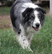 honden foto van marlou