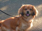 honden foto van Marlou 