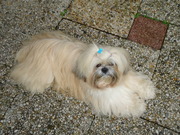 honden foto van esther kooge