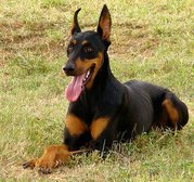 honden foto van Selin & Cengo