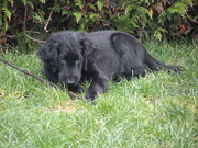 honden foto van Ywan