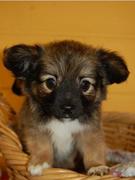 honden foto van mary