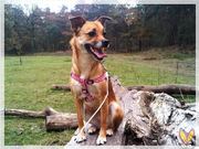 honden foto van Yara