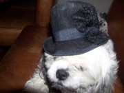 honden foto van queeny