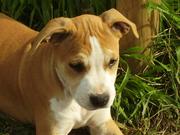 honden foto van britney