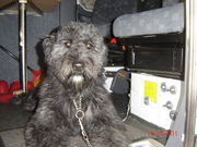 honden foto van Marianne