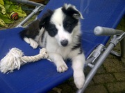 honden foto van Lisanne van den Enden