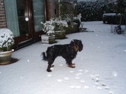 honden foto van Anneke