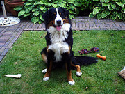 honden foto van Romy