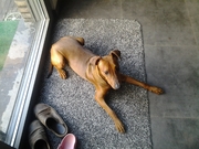 honden foto van koen verwaest