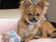 honden foto van Chanel