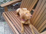 honden foto van Ans van Zelderen 