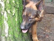 honden foto honden foto van Ziena