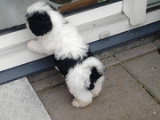 honden foto honden foto van Urbach