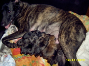 honden foto van Sandra van der Pol