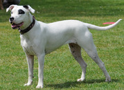 honden foto honden foto van Dogo Argentino