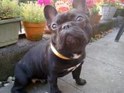 honden foto van H. Brugman