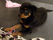 honden foto van Katey